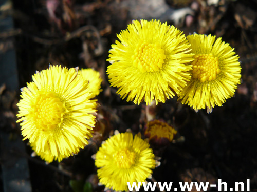 Tussilago farfara